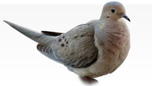 How to Identify Common Doves