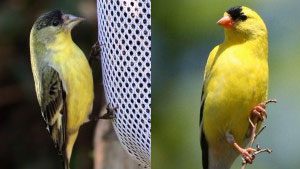 American or Lesser? Take the Goldfinch Quiz!