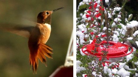 Hummingbirds in Winter