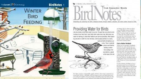 Project FeederWatch-bird notes