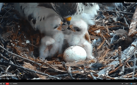 Lesson Plan: Explore Life Cycles Through Nesting Birds