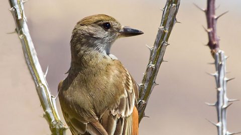 brown-crested flycatcher by Lois Manowitz