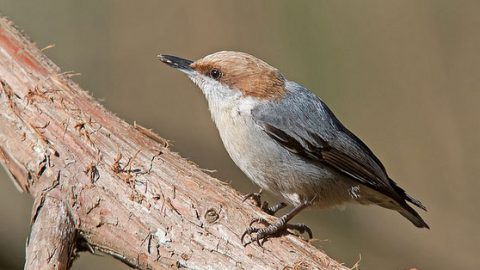 brown-headed nuthatch by cre8foru2009