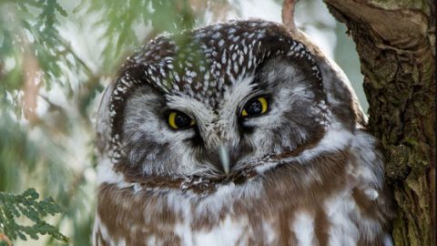 boreal owl by Bill McMullen