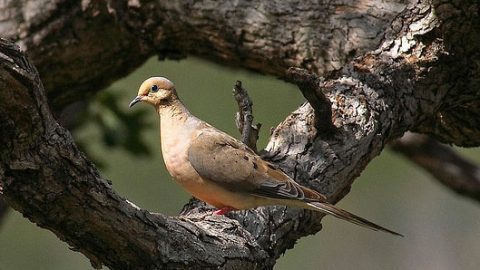 mourning dove by cameron rognan