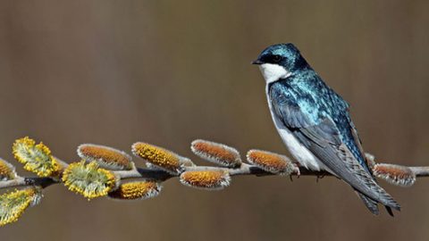 tree swallow by Barb D