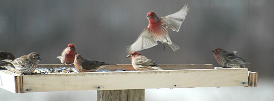 house finches at a platform feeder
