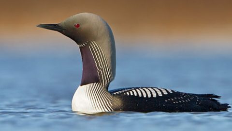 Loons, like this Pacific Loon, will chase each other during territorial disputes. Photo by Glenn Bartley via Birdshare.