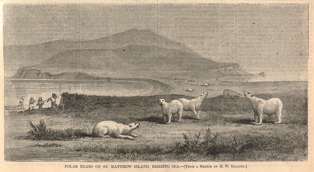 This print of polar bears on St. Matthew Island appeared in Harper's Weekly Journal of Civilization in 1875.