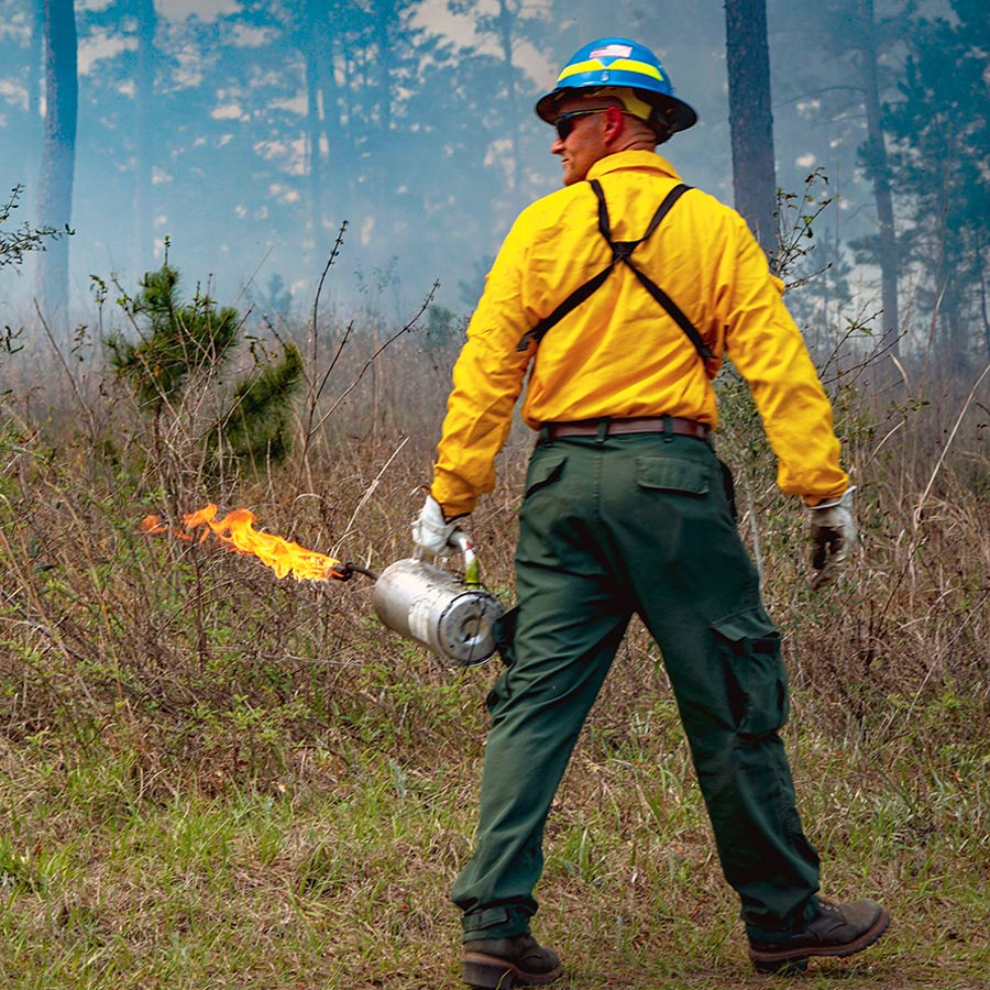 Color photo of a person walking through a smoky pine forest carrying a drip torch, a tool used for starting prescribed fires.