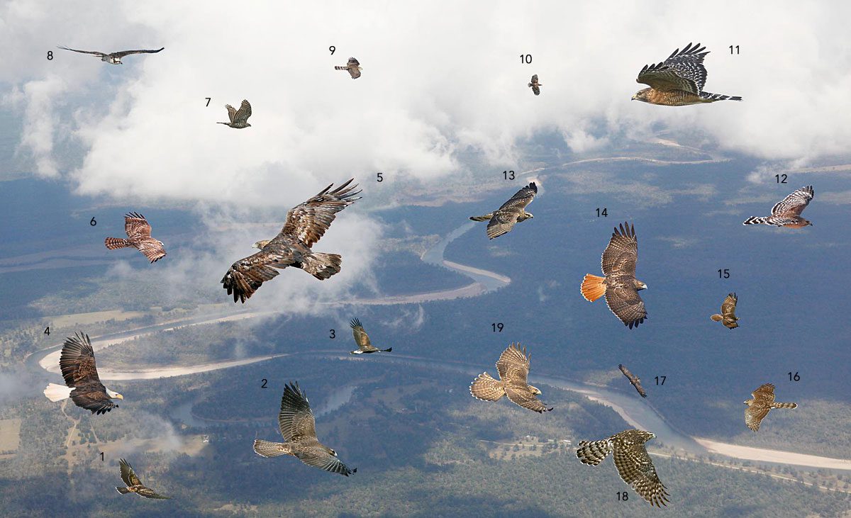 Illustration of different raptors flying against a landscape.