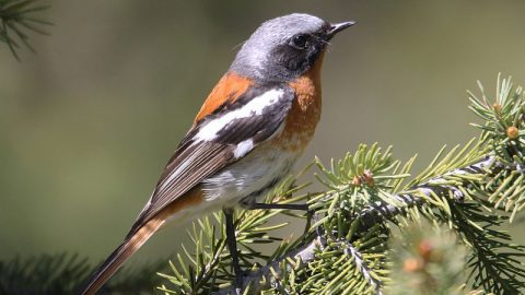 Rufous-backed Redstart by Pavel Parkhaev /Macaulay Library ML136484511