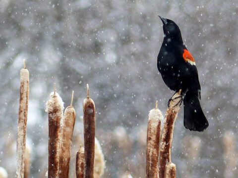 Black bird with a red and yellow shoulder patch stands on a reed in the snow.