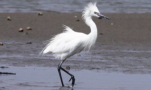 Reddish Egret (presumed second-year), Texas, August. Nonbreeding adults have pale-based bills (pale pink), but the demarcation between the base and the dark tip can be blurred compared with the high breeding bill pattern. Note moderate size, long neck, and bill structure. Photo by Greg Page.