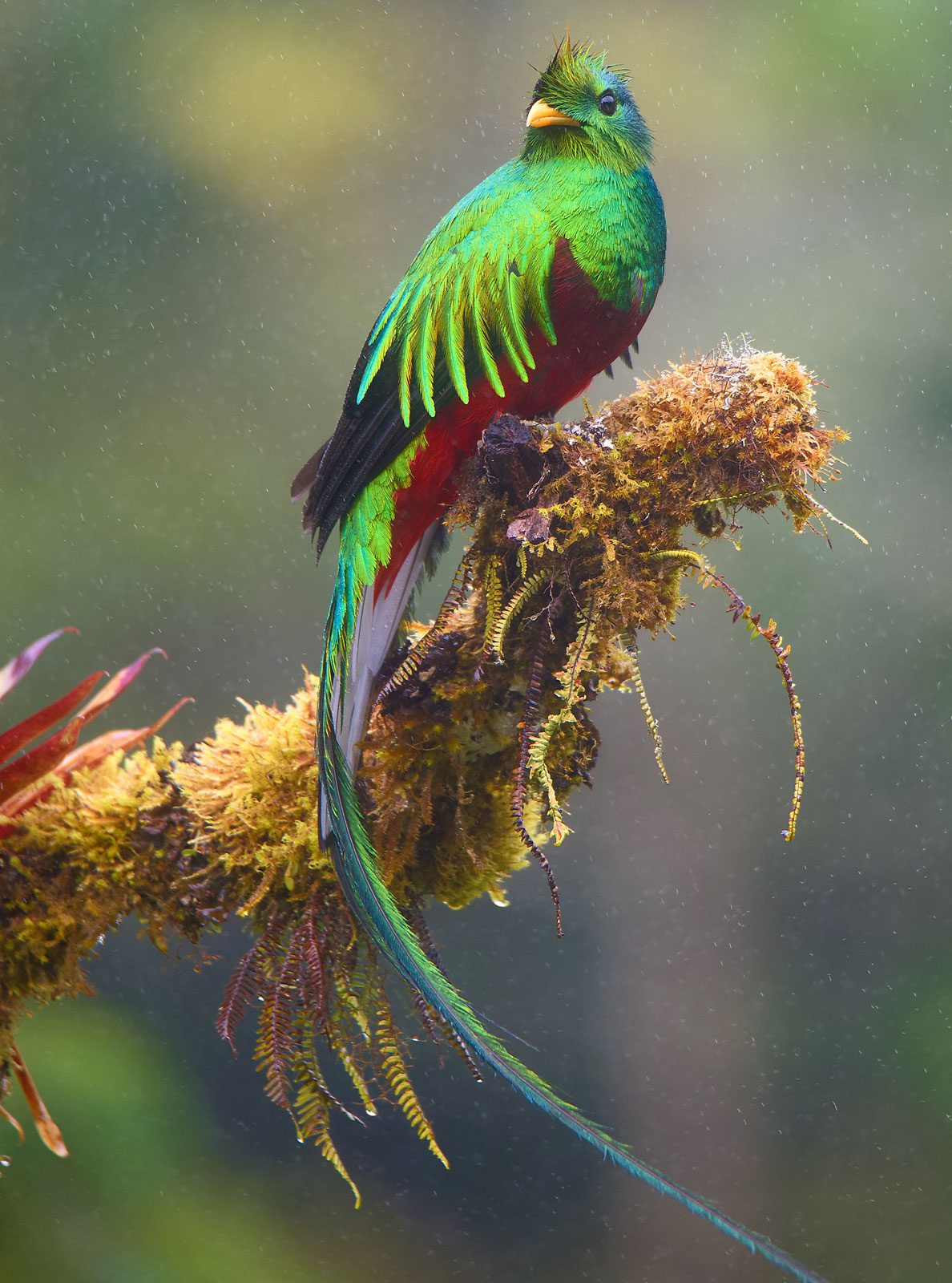 iridescent green bird with a long tail, perches on a mossy branch in the rain.