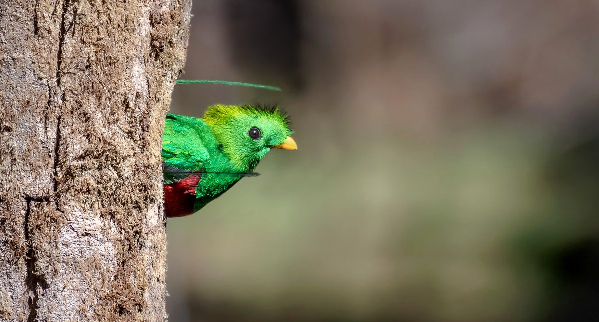 A male quetzal looking out of a nest hole.