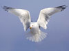 Ring-billed Gull by Gerrit Vyn
