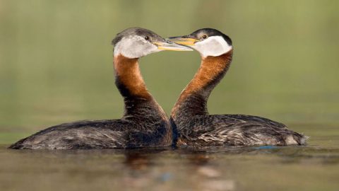 Red necked Grebe by Gregory LIs via Birdshare