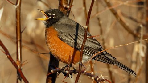 Many backyard birds like this American Robin may not sing as frequently once they are raising a brood of youngsters. Photo by David Stephens via Birdshare.