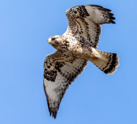 White and dark-brown/black hawk from below, in flight against blue sky.