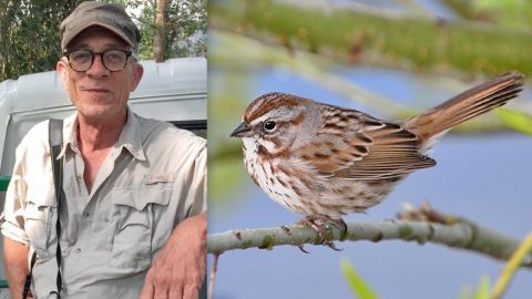 Ron Riley and Song Sparrow, ML151511671