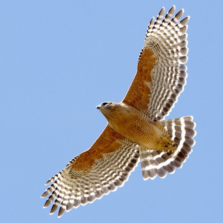 Red-shouldered Hawks have forward-arching, squared-off wings. Photo by Brian Sullivan.