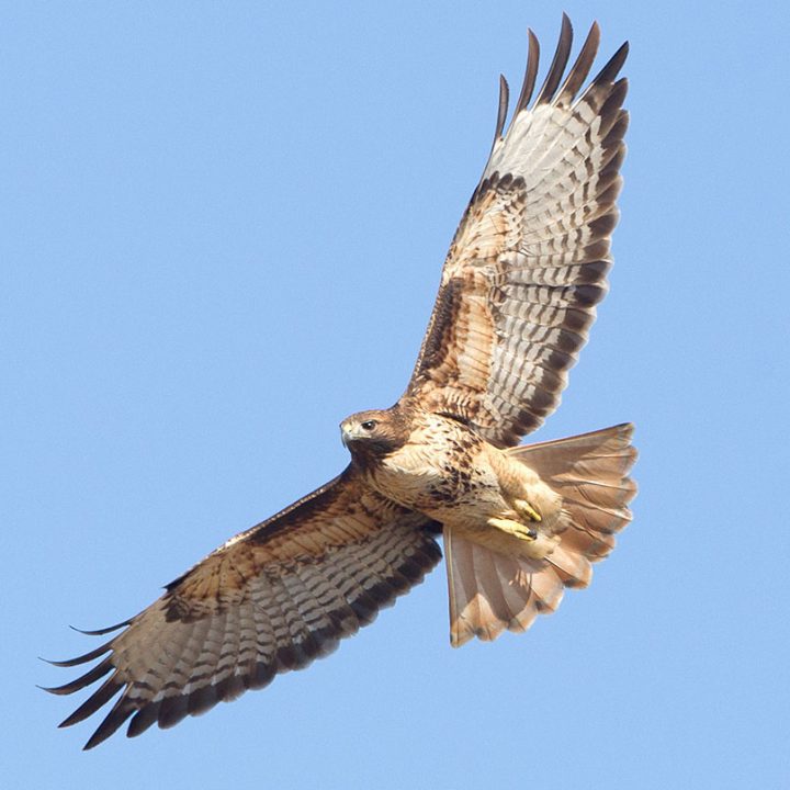 Red-tailed Hawks have long and broad wings. Photo by Brian Sullivan.