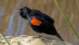 Red-winged Blackbird by Tony Peebles, California, 2017 GBBC.