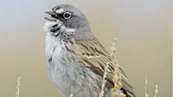 Sagebrush Sparrow by Gerrit Vyn
