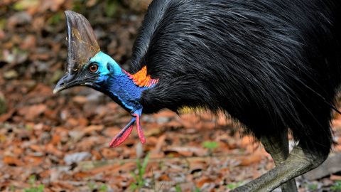 Southern Cassowary by David Hollie/Macaulay Library, ML63994411