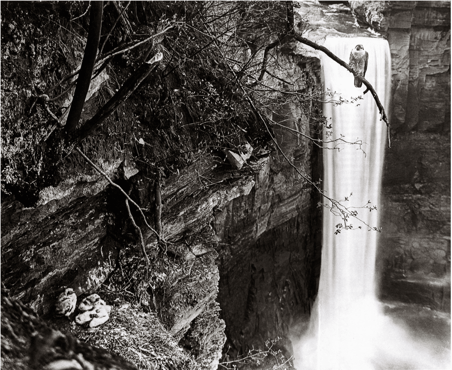 A Peregrine Falcon female and her nestlings in the Taughannock gorge, 1930s. Photo by Arthur Allen.