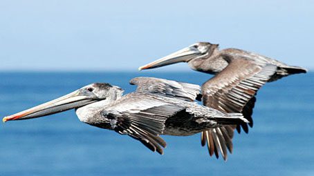Brown Pelicans by Mike Baird via Birdshare