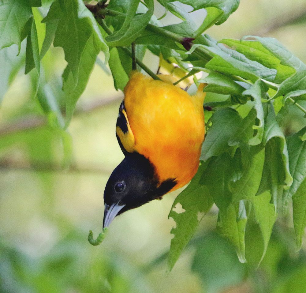 A medium-sized orange and black bird, with a caterpillar in its mouth, hanging downward from a small branch.