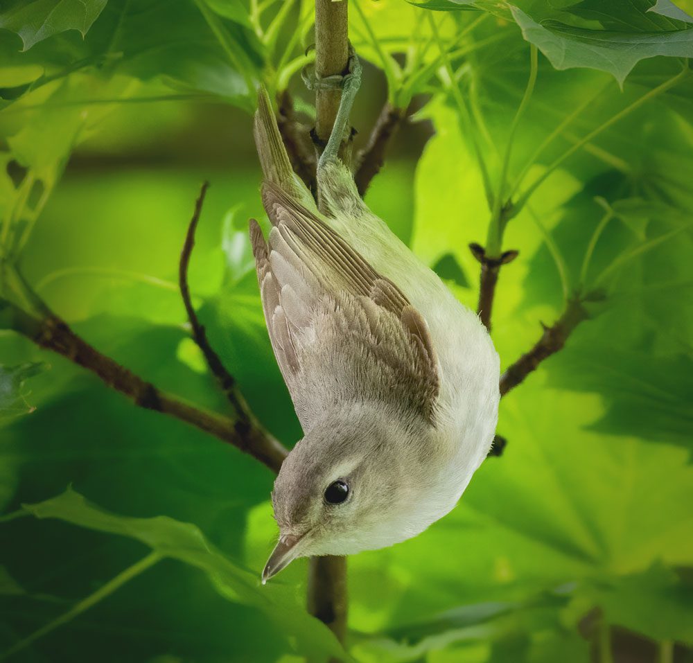 A small gray and white bird hanging downward from a small branch.