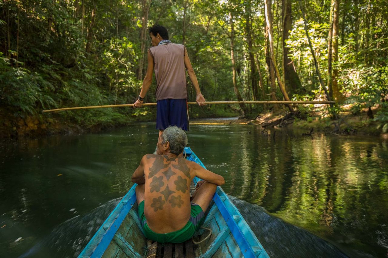 Janggot travels upriver in the Sungai Utik forest of Indonesia. Photo by Tim Laman.