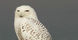 Got Snowies? Looking Ahead at a Likely Snowy Owl Irruption