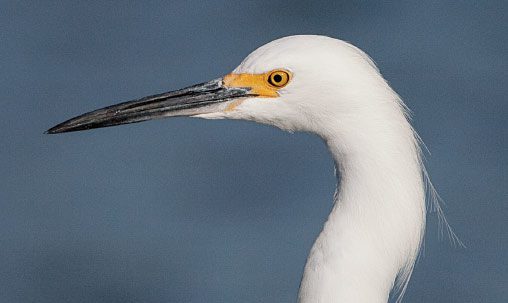 Snowy Egret (nonbreeding), California, December. Note the slim dark bill. Photo by brian Sullivan