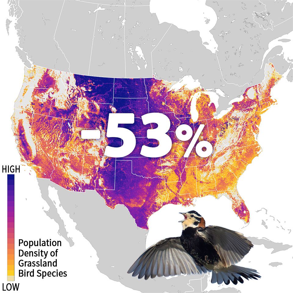 Map of the United States showing a decline of the population density of grassland bird species of -53%