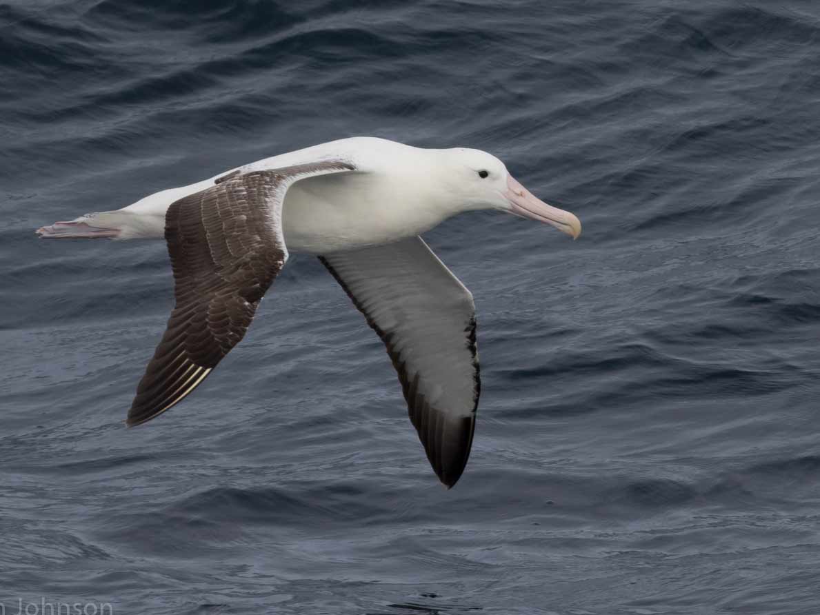 An albatross glides low over waves.