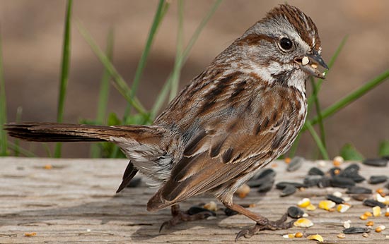 Song sparrow