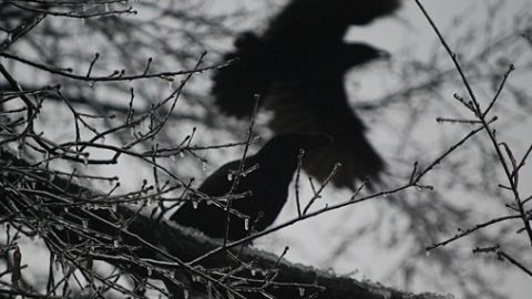 crows, photo by NCReedplayer