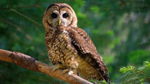 Researchers used Swift units from the Cornell Lab of Ornithology to conduct audio surveys for invasive Barred Owls, which pose a threat to the native California Spotted Owl. Photo of California Spotted Owl by Danny Hofstadter.