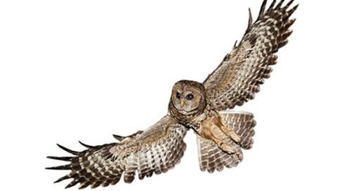 Spotted Owls can be secretive birds but autonomous recording units can help locate them.