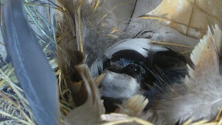 An incubating Chilean Swallow looks out from its nest of straw and feathers.