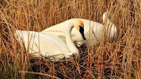 Nesting Trumpeter Swans by USFWS Mountain-Prairie