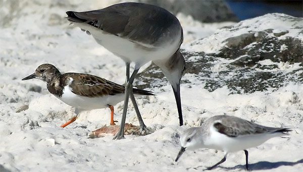 turnstone, willet and sanderling