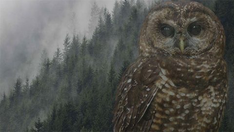 Northern Spotted Owl and woods by Gerrit Vyn