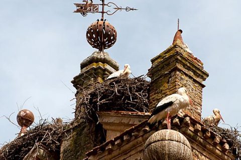 Storks nesting on a building in Spain