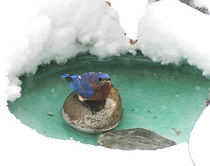 bluebird at snowy icy birdbath