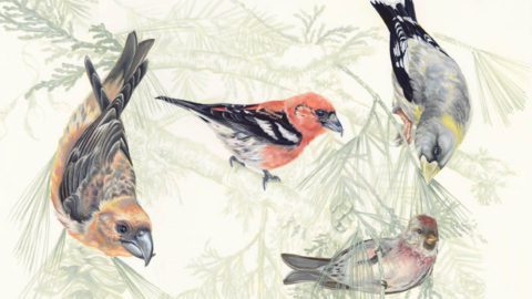 Winter finches. Illustration by Jen Lobo